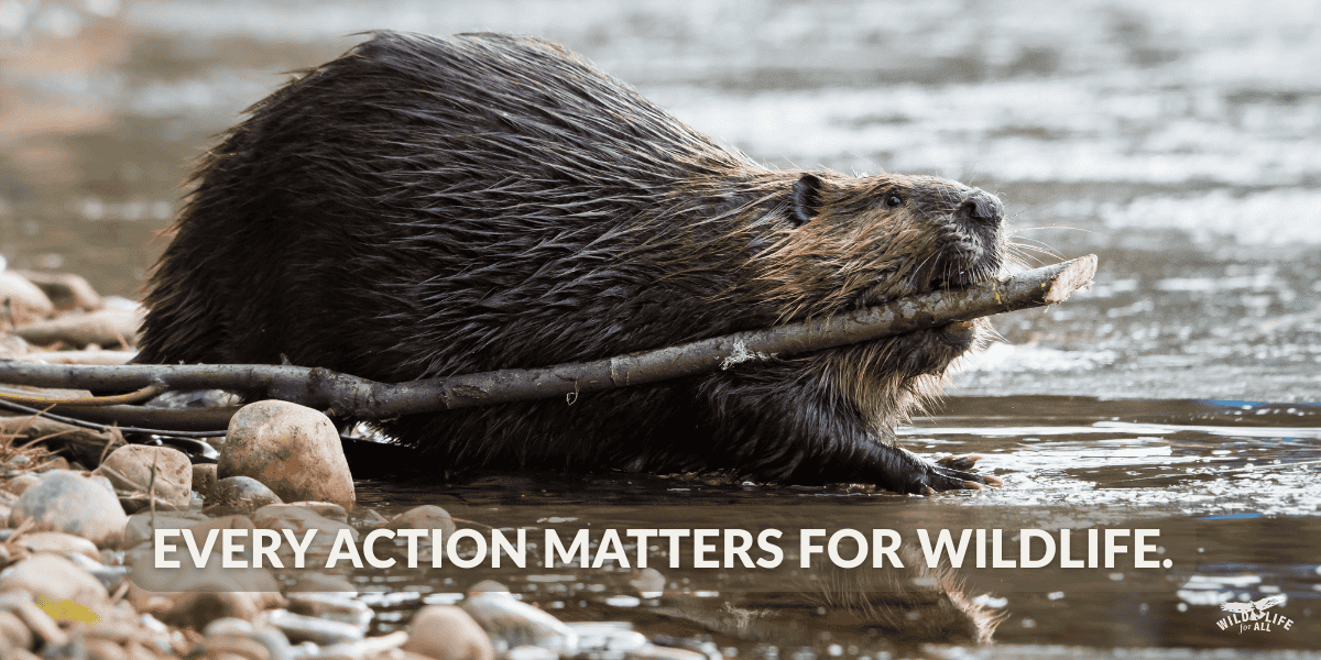 A herd of bison moving across a wide open landscape at sunrise, symbolizing strength and collective movement. Text on the image reads, “Take action for wildlife.”