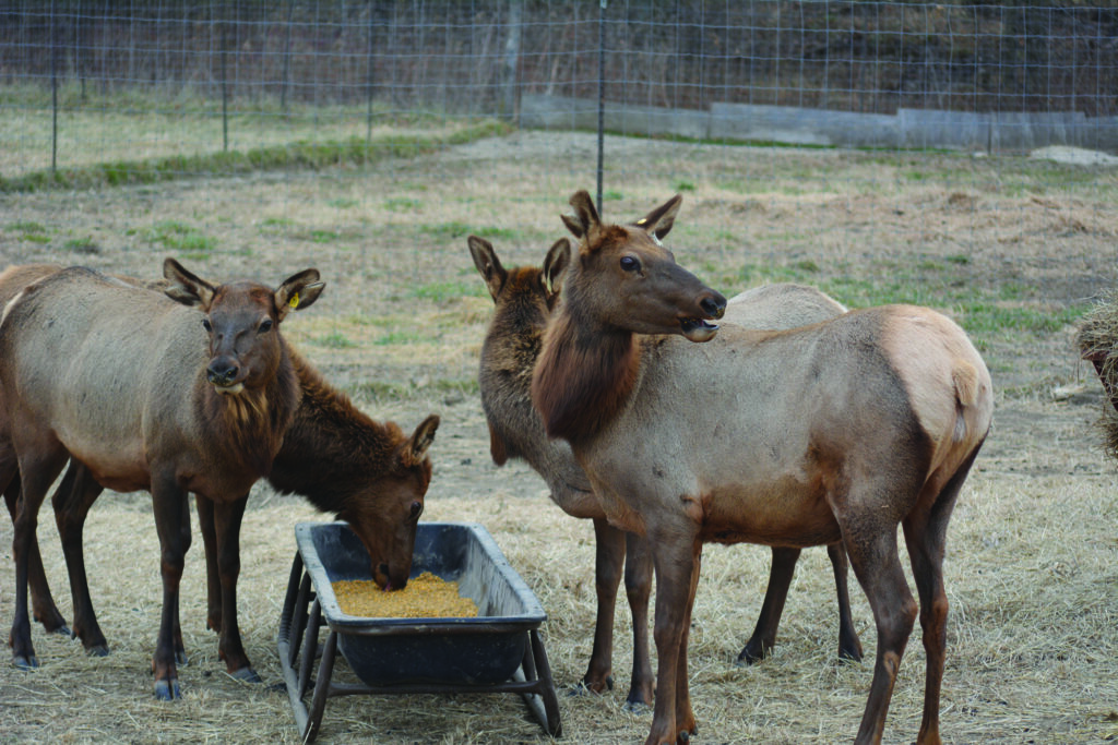 A group of captive female elk stand at a feeding trough with a fence behind them. CWD threatens wild deer and elk as loopholes and industry pressure weaken state wildlife oversight nationwide.