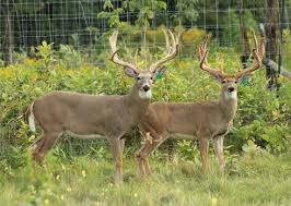 SEO: Two captive whitetail bucks stand stand with a fence behind them. CWD threatens wild deer and elk as loopholes and industry pressure weaken state wildlife oversight nationwide.