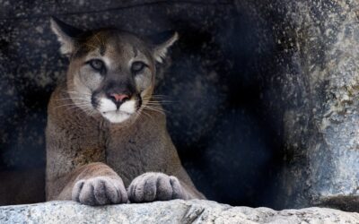 Through Yellow Eyes: How Storytelling Can Challenge Dominant Narratives About Wildlife