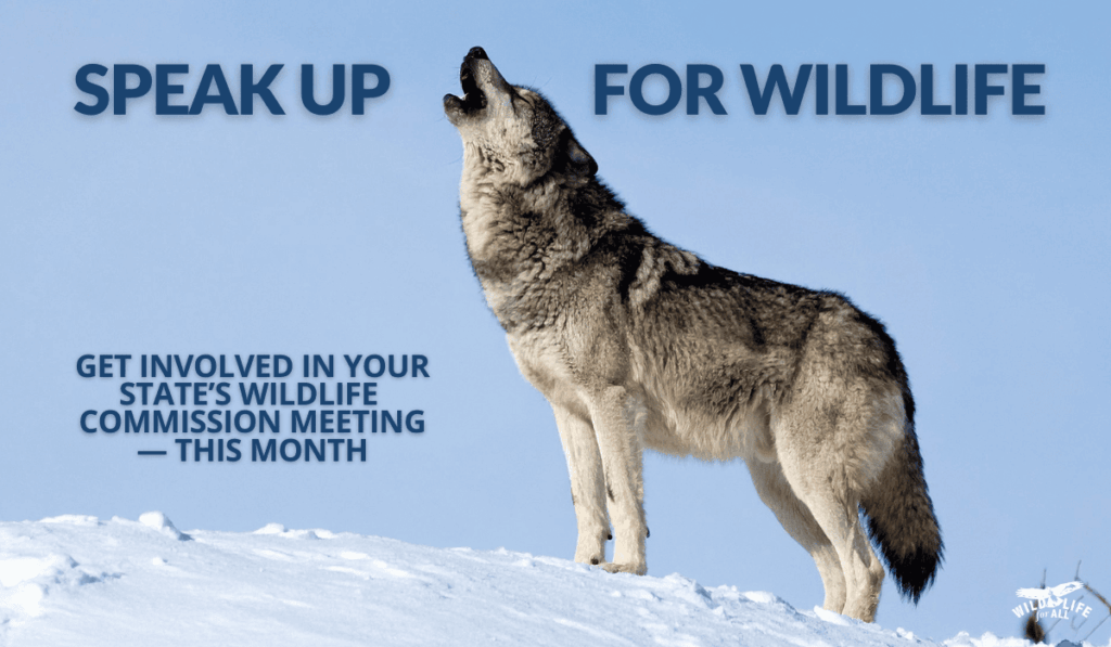 A gray wolf standing on a snowbank howls into the air in front og a blue sky. Text on the image reads, "Speak up for wildlife, get involved in your state's wildlife commission meeting - this month." January wildlife commission meetings are happening now and important work for wildlife advocates can happen within these convenings.