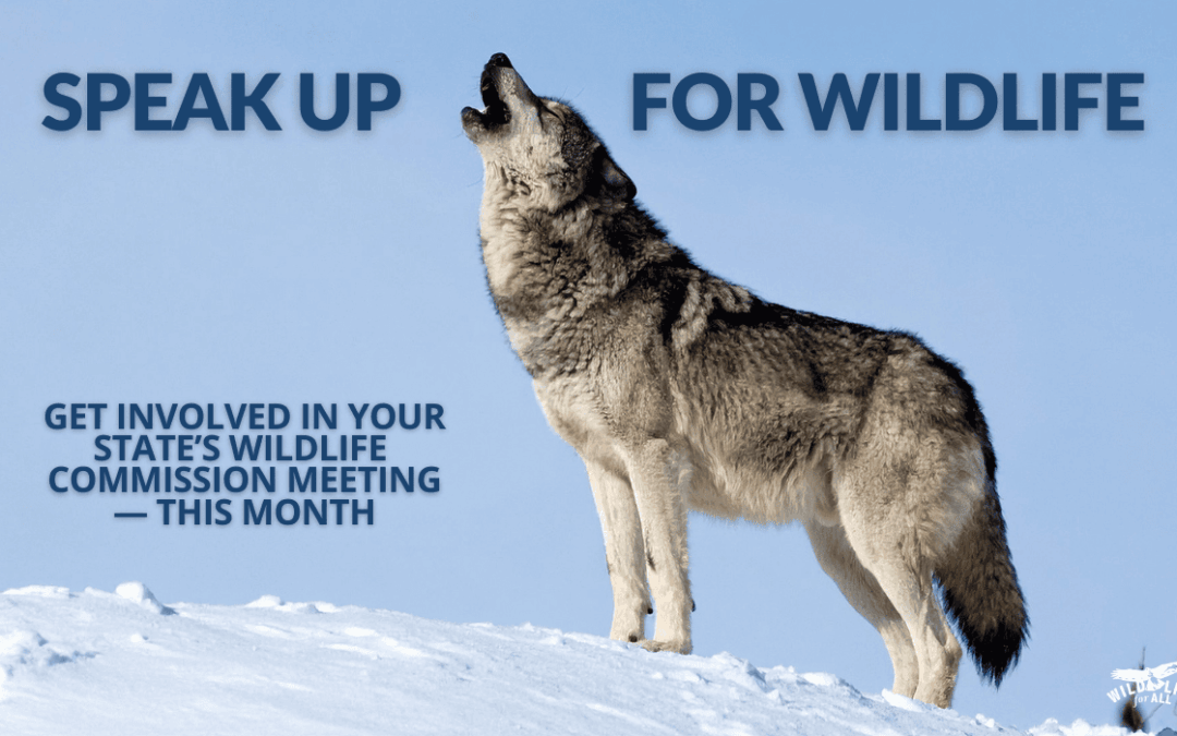 A gray wolf standing on a snowbank howls into the air in front og a blue sky. Text on the image reads, "Speak up for wildlife, get involved in your state's wildlife commission meeting - this month." January wildlife commission meetings are happening now and important work for wildlife advocates can happen within these convenings.