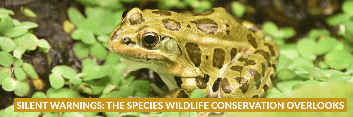 A northern leopard frog sits in a wetland. Text on the image reads "Silent Warnings: The Species WILDLIFE CONSERVATION OVERLOOKS." This SGCN analysis from the changes between 2015 and 2025, shows how most state increased the number of species at risk. These changes highlight the urgent need for conservation action beyond traditional game management.
