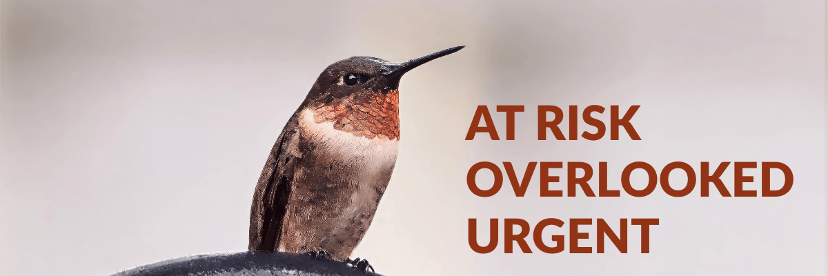 A ruby-throated hummingbird perches on a metal bar. Text on the image reads" At risk, overlooked, urgent." This SGCN analysis from the changes between 2015 and 2025, shows how most state increased the number of species at risk. These changes highlight the urgent need for conservation action beyond traditional game management.