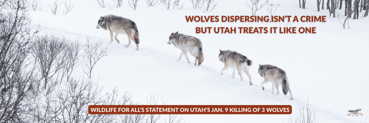 On Jan. 9, Utah killed three dispersing gray wolves near Avon because their presence alone violated the state’s unofficial “no wolves” policy.