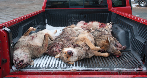 Image of coyotes killed in a wildlife killing contest courtesy of the Animal Welfare Institute.