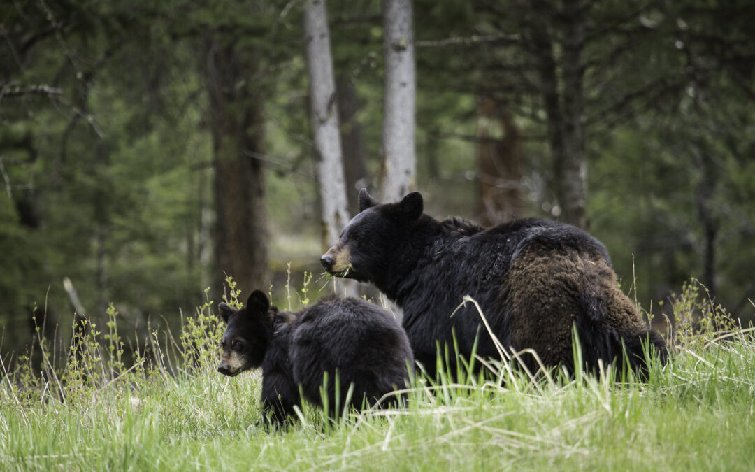 Speak Up for Vermont Bears by May 20