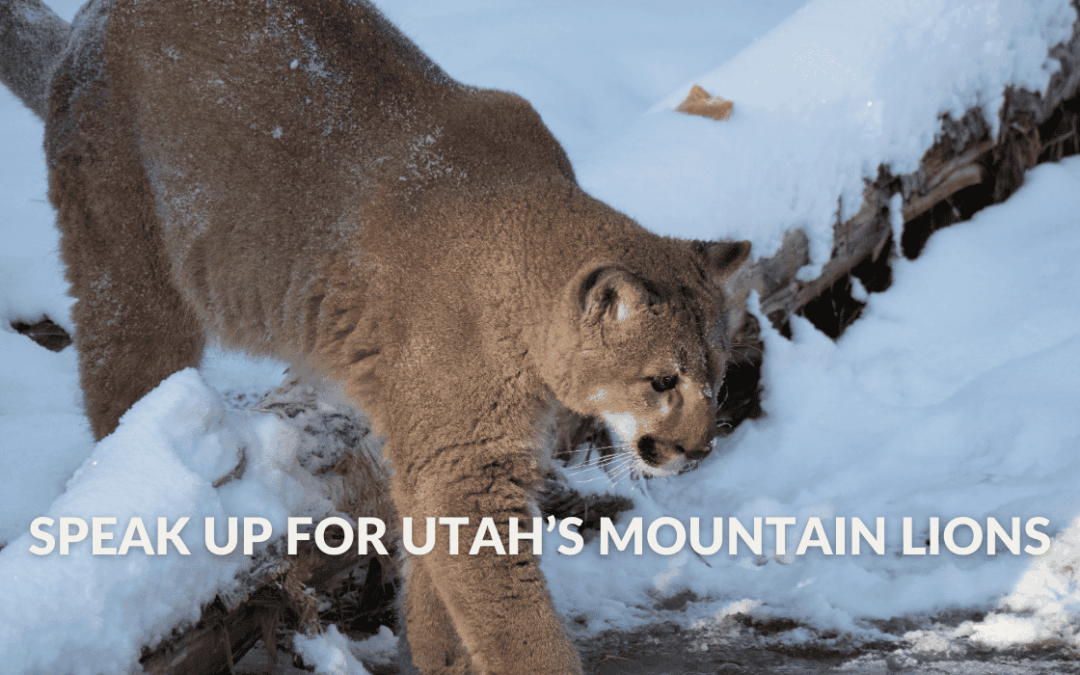 A cougar strides over a snow-covered branch. Text on the image reads, Speak up for Utah's mountain lions. Wildlife officials are floating a Utah cougar removal plan for multiple management units as an “experiment” to boost deer numbers.
