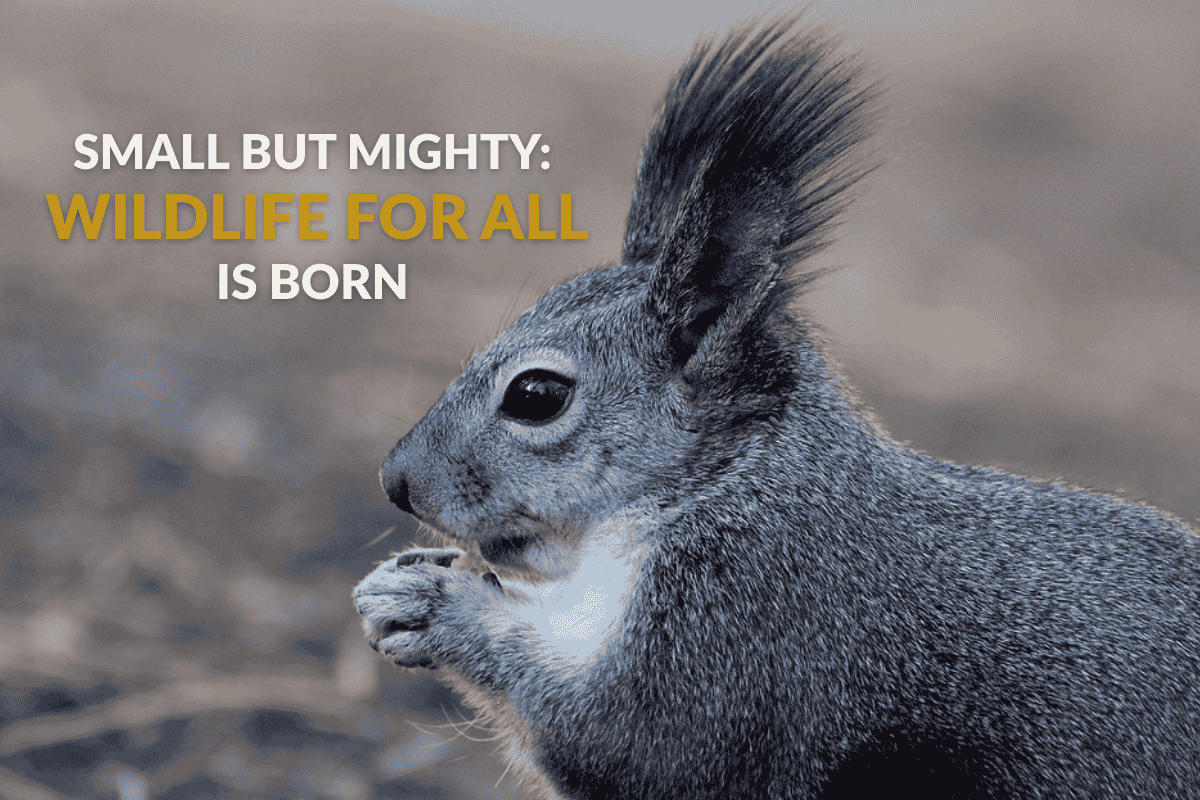 An Abert’s squirrel chews on a nut in Bandolier National Monument. Image courtesy of the U.S. Department of the Interior.