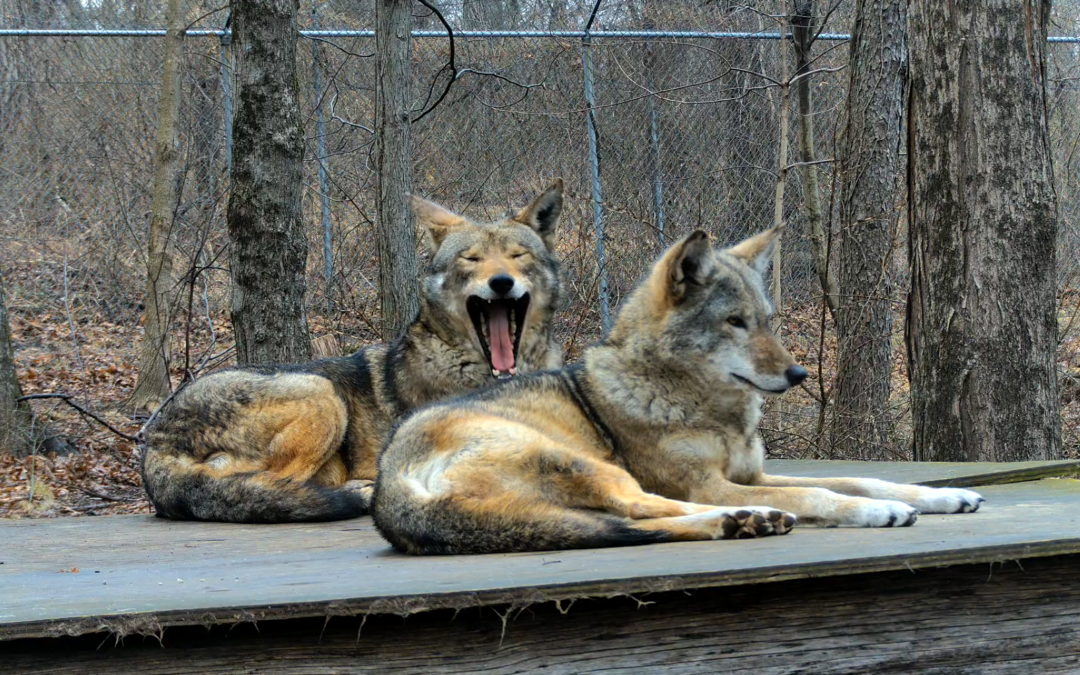 2025 webcam image capture of Mac Tíre (left) and Ginger, endangered red wolves at the Wolf Conservation Center in South Salem, New York