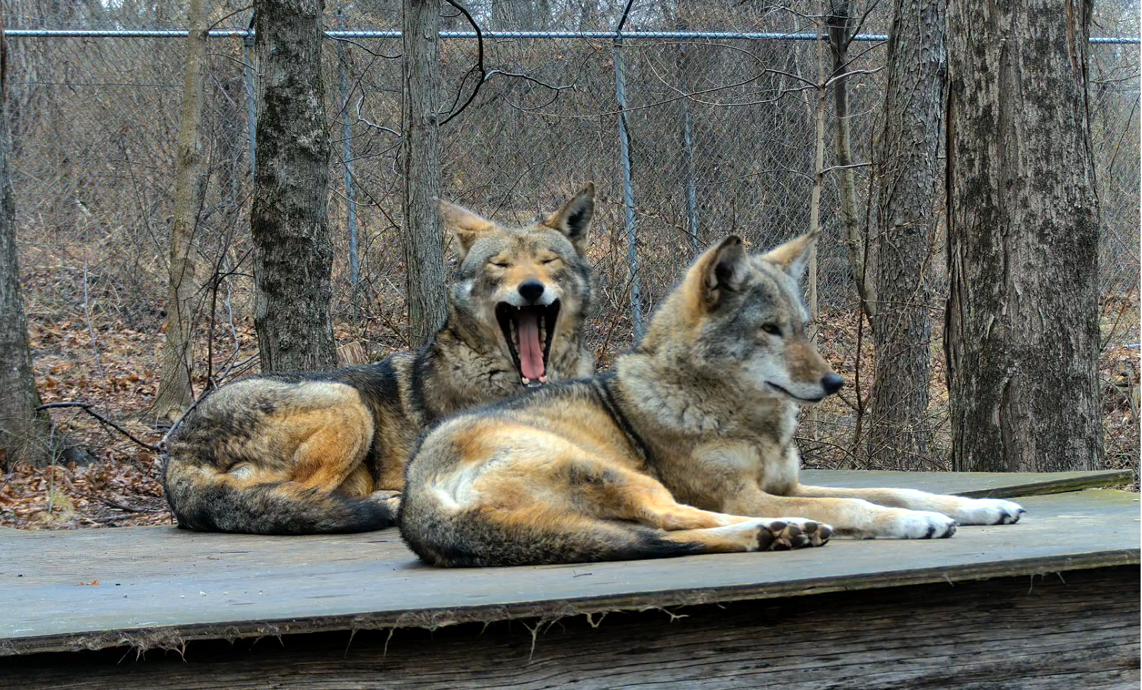 2025 webcam image capture of Mac Tíre (left) and Ginger, endangered red wolves at the Wolf Conservation Center in South Salem, New York