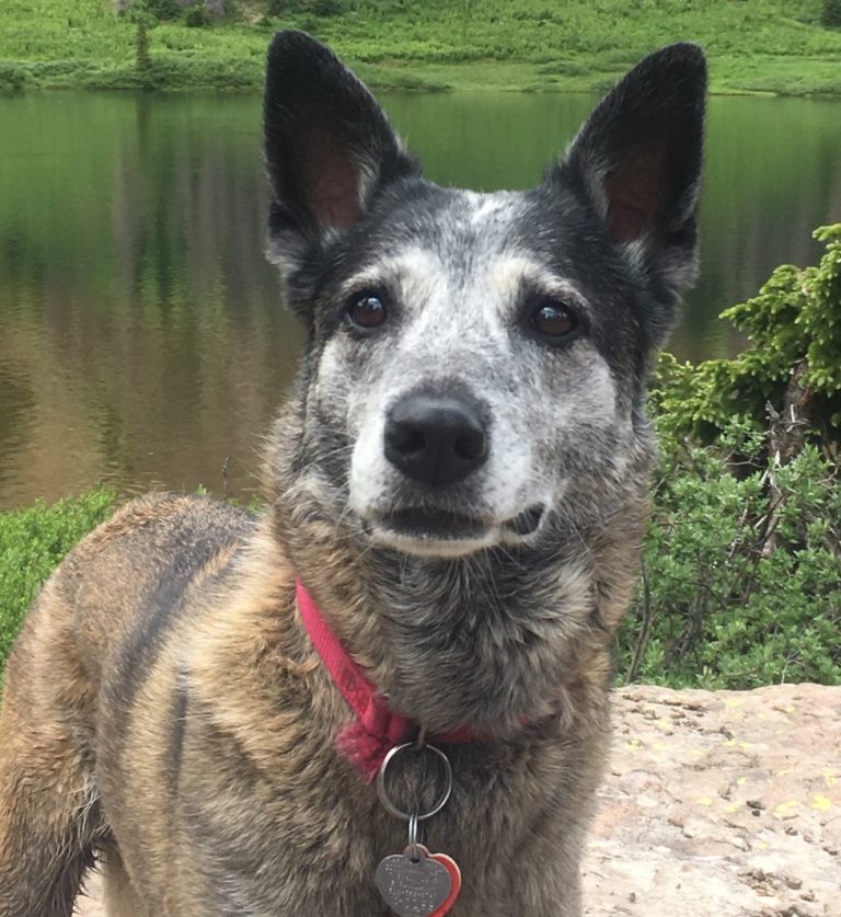 Photo of Roxy, who strangled to death in a snare set on public land by a trapper in 2018. (Photo of Roxy by Kathrina Clark)