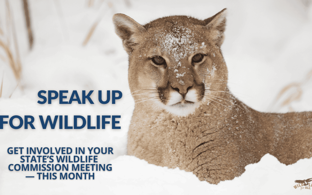 A mountain lion sits in the snow. Text on the image reads, speak up for wildlife. get involved in your commission meeting this month. Speak out and take action at February wildlife commission meetings: find dates, states, and resources on this page.