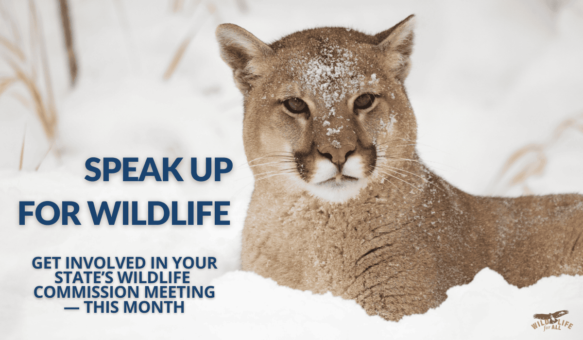 A mountain lion sits in the snow. Text on the image reads, speak up for wildlife. get involved in your commission meeting this month. Speak out and take action at February wildlife commission meetings: find dates, states, and resources on this page.