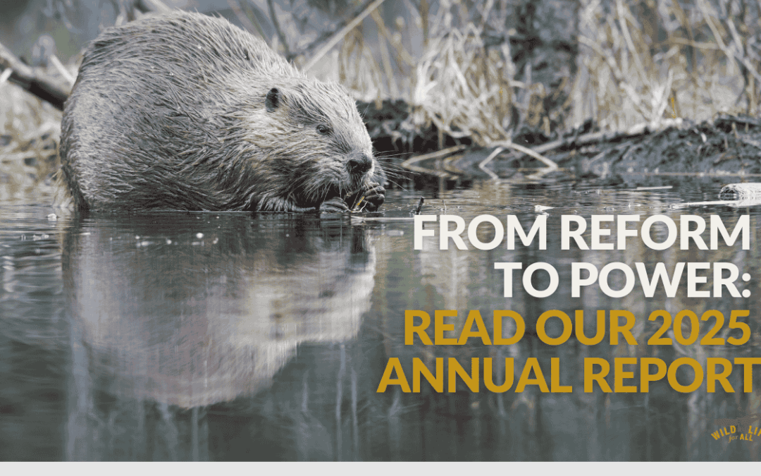A beaver leans over its reflection in the water. Text on the image reads, From reform to power: read our 2025 annual report.