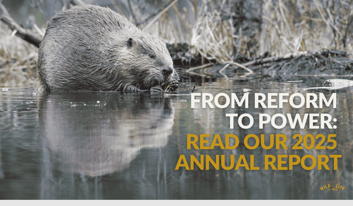 A beaver leans over its reflection in the water. Text on the image reads, From reform to power: read our 2025 annual report.