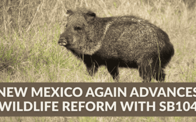 New Mexico Again Advances Wildlife Reform with SB104