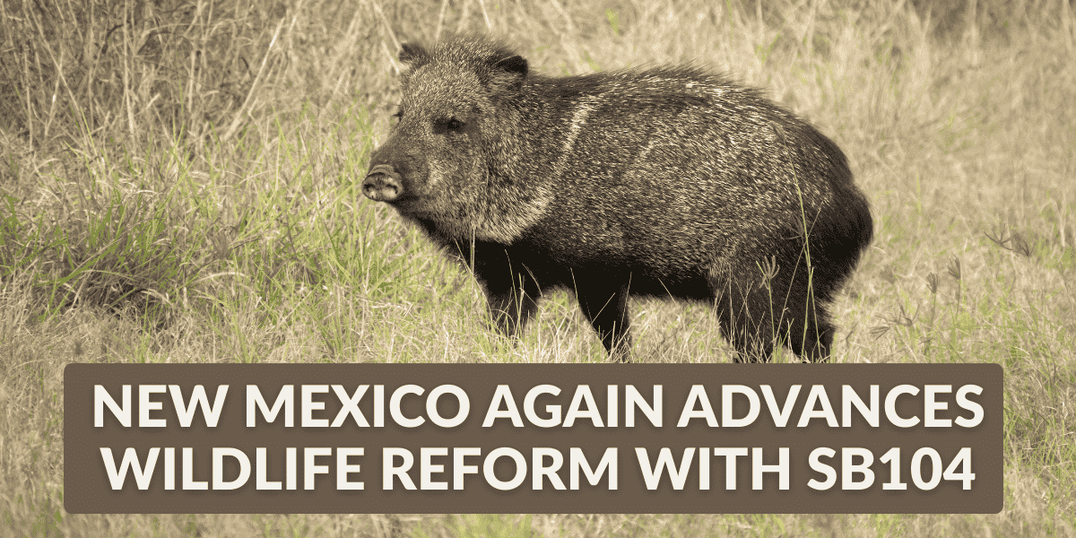 A javalina stands in the tall grass near Puebla, New Mexico. Text on the image reads, New Mexico Again Advances Wildlife Reform with SB104. Yesterday, the New Mexico Senate unanimously passed SB104, strengthening wildlife commission independence and governance reform.