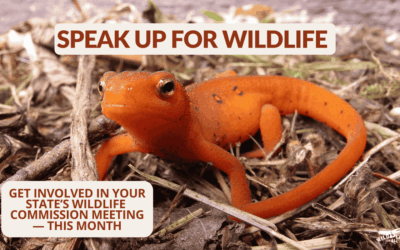 March Wildlife Commission Meetings