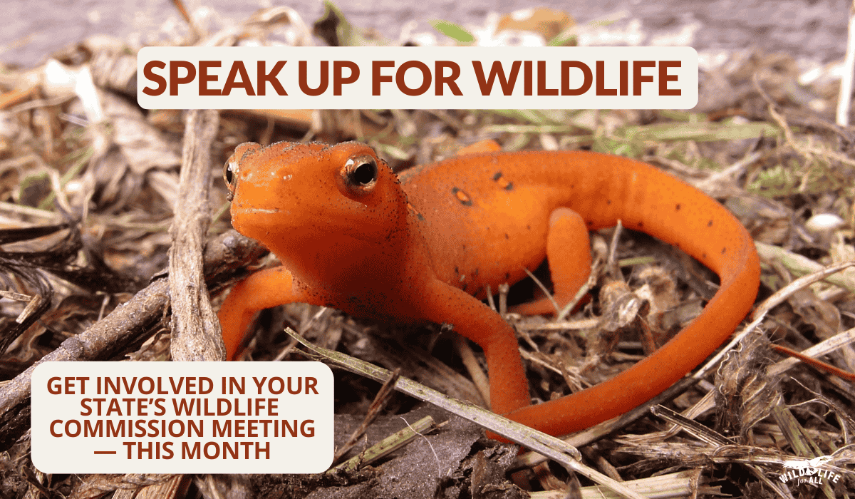 March is prime time for viewing the red-spotted newt. Text on the image reads, speak up for wildlife. Get involved in your commission meeting this month. Speak out and take action at February wildlife commission meetings: find dates, states, and resources on this page.