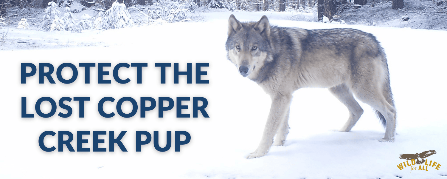 A wolf stares at the camera in the midst of a snowy forest. This believed-to-be lost Copper Creek wolf pup has survived what no young wolf should: losing his family, a gunshot wound, and a year alone. Colorado Parks and Wildlife may target him again—but we can demand protection and coexistence. Tell CPW: stop the killing and implement proactive coexistence solutions. 