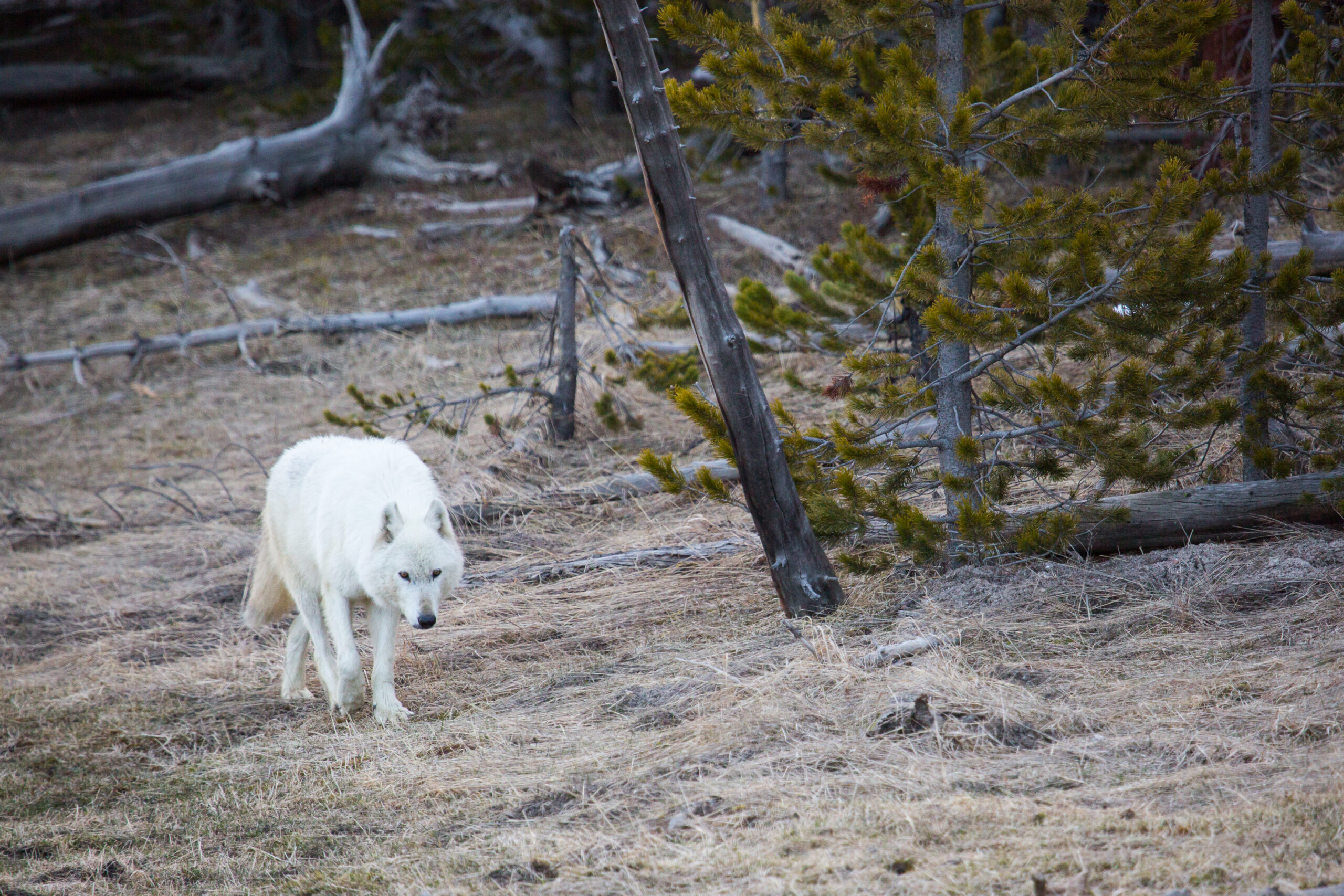 white wolf in Yellowstone