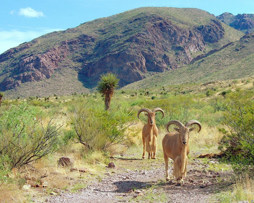 Barbary sheep in the mountain of Pena Blanca WSA, New Mexico BLM lands. State wildlife agencies should focus their efforts on conserving ecosystems and protecting threatened and endangered species. However, these agencies often prioritize increasing populations of game species for improved hunter opportunities over protecting biodiversity. 
