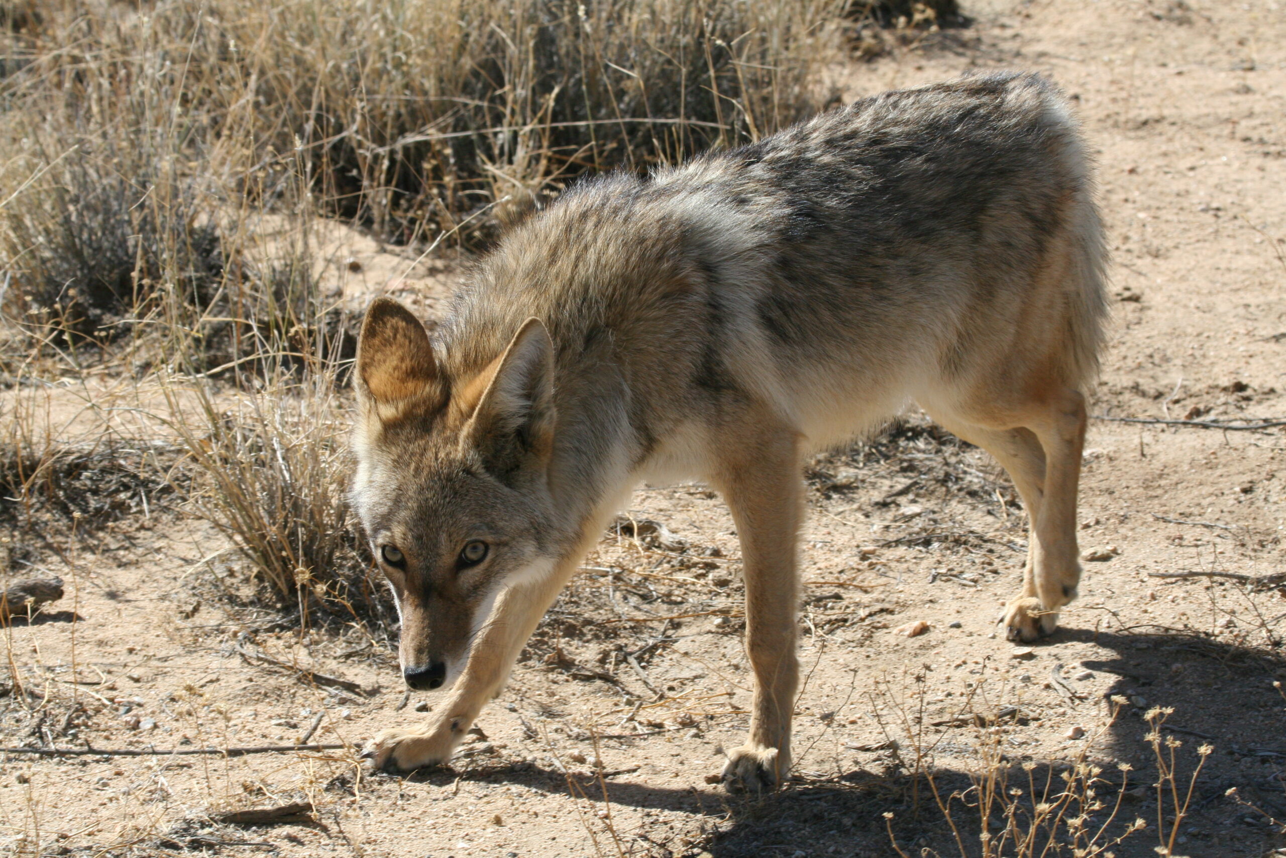 a coyote in the Southwestern U.S. 
