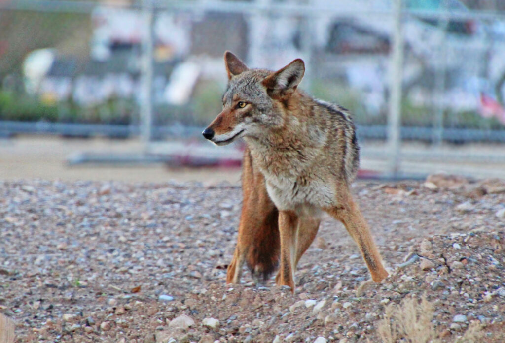 Urban coyote in Las Vegas, Nevada