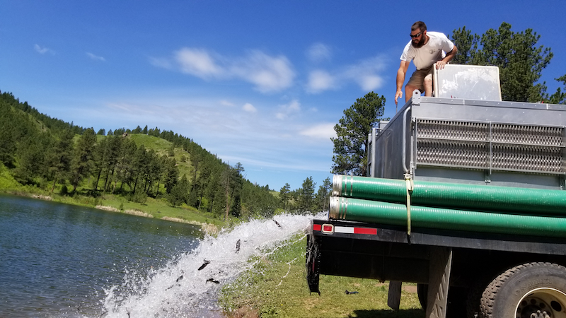 A truck dumps hatchery-raised rainbow trout into a lake in Montana. State wildlife agencies should focus their efforts on conserving ecosystems and protecting threatened and endangered species. However, these agencies often prioritize increasing populations of game species for improved hunter opportunities over protecting biodiversity. 