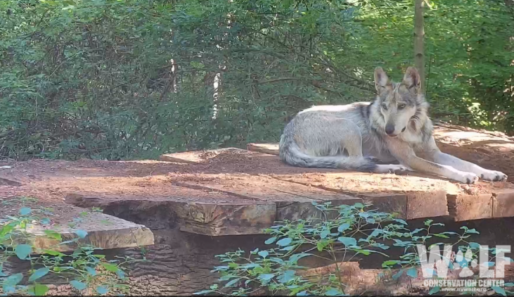 Mexican Gray Wolf Ripley at the Wolf Conservation Center