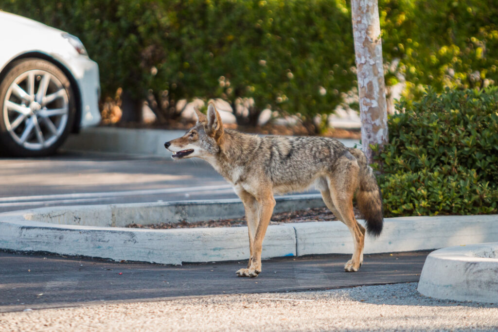 Urban coyote in southern California