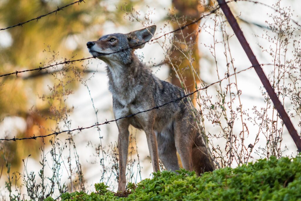 A coyote navigates a barbed wire fence