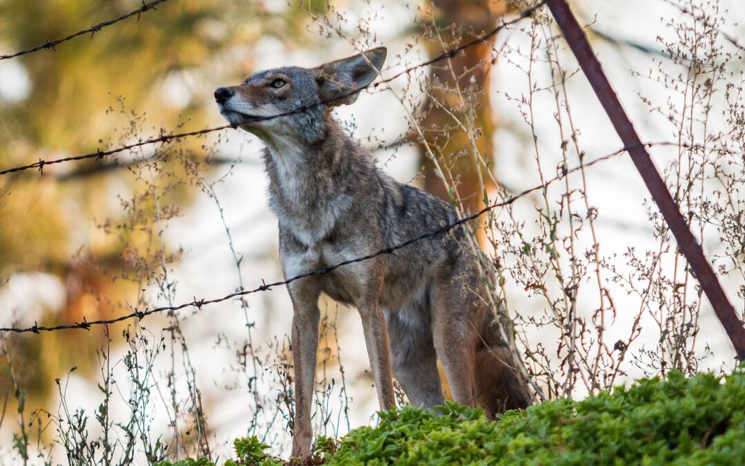 A coyote navigates a barbed wire fence