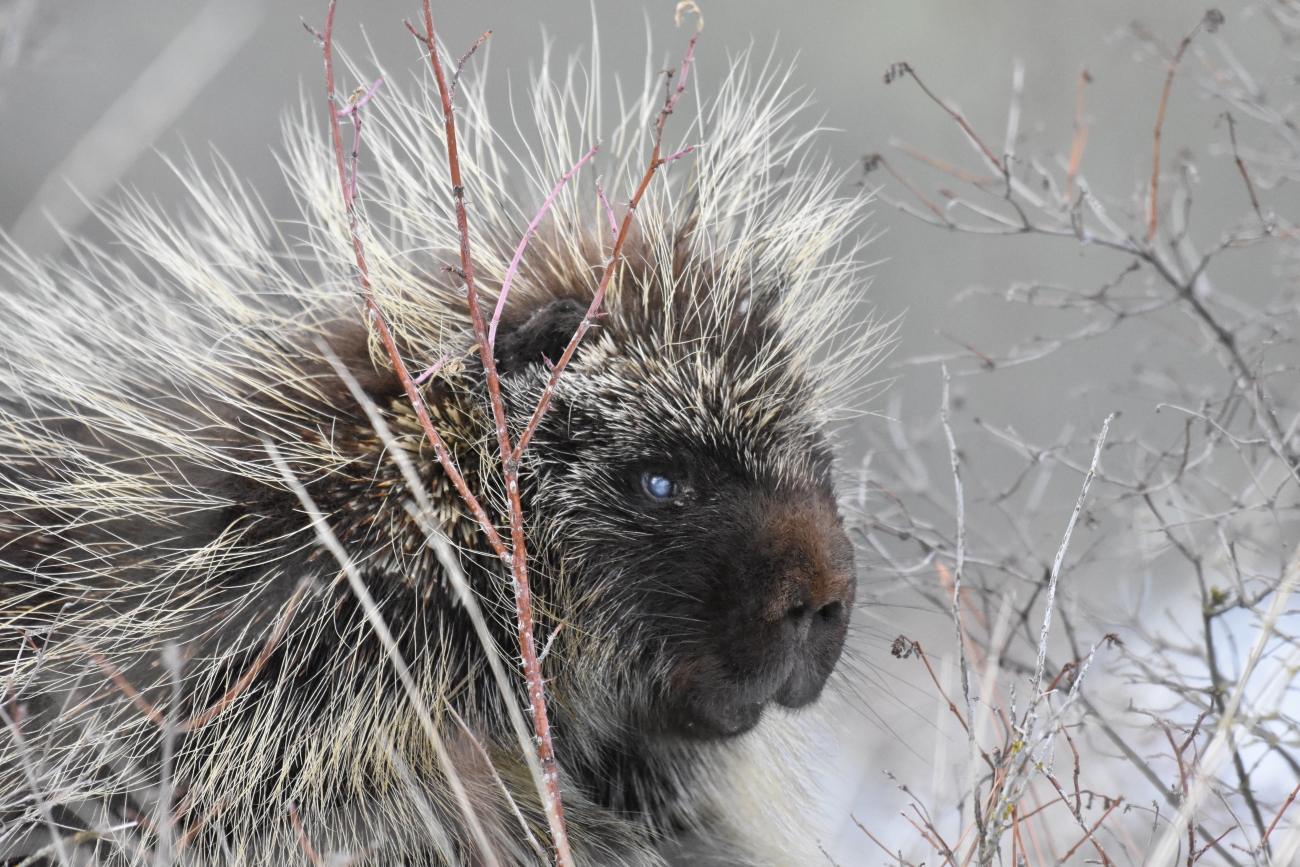 North American porcupine