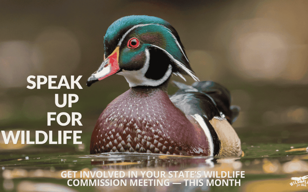 a wood duck male sits on the water. Text on the image reads Speak up for wildlife, get involved in your state's commission meeting. Speak out and take action at April wildlife commission meetings: find dates, states, and resources on this page.