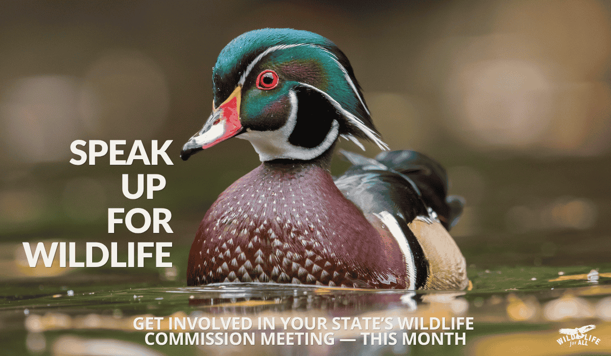 a wood duck male sits on the water. Text on the image reads Speak up for wildlife, get involved in your state's commission meeting. Speak out and take action at April wildlife commission meetings: find dates, states, and resources on this page.