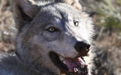 Wildlife Services Killing Wolves: Why a Protected Wolf’s Death Was Not a Mistake