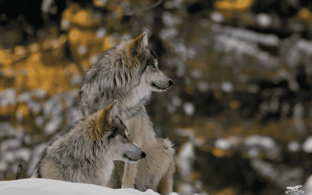 TwoMexican gray wolves sit in the snow. Conservationists are celebrating the historic translocation of two families of Mexican gray wolves in Mexico, almost 50 years after the last wolves were removed from the state to initiate the captive breeding program that saved the subspecies from extinction.