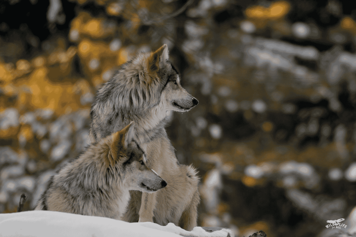 TwoMexican gray wolves sit in the snow. Conservationists are celebrating the historic translocation of two families of Mexican gray wolves in Mexico, almost 50 years after the last wolves were removed from the state to initiate the captive breeding program that saved the subspecies from extinction.