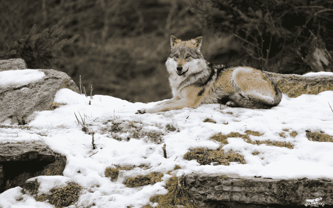 Mexican Gray Wolf Killed in Illegal Trap