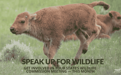 May Wildlife Commission Meetings