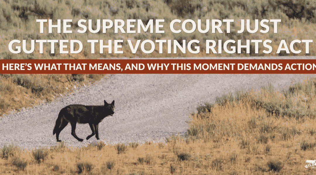 A black wolf crosses a road in Yellowstone. Text on the image reads, Supreme Court Just Gutted the Voting Rights Act, Here’s What That Means, and Why This Moment Demands Action.