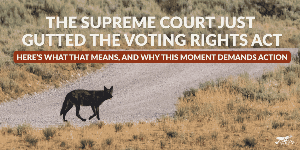 A black wolf crosses a road in Yellowstone. Text on the image reads, Supreme Court Just Gutted the Voting Rights Act, Here’s What That Means, and Why This Moment Demands Action.
