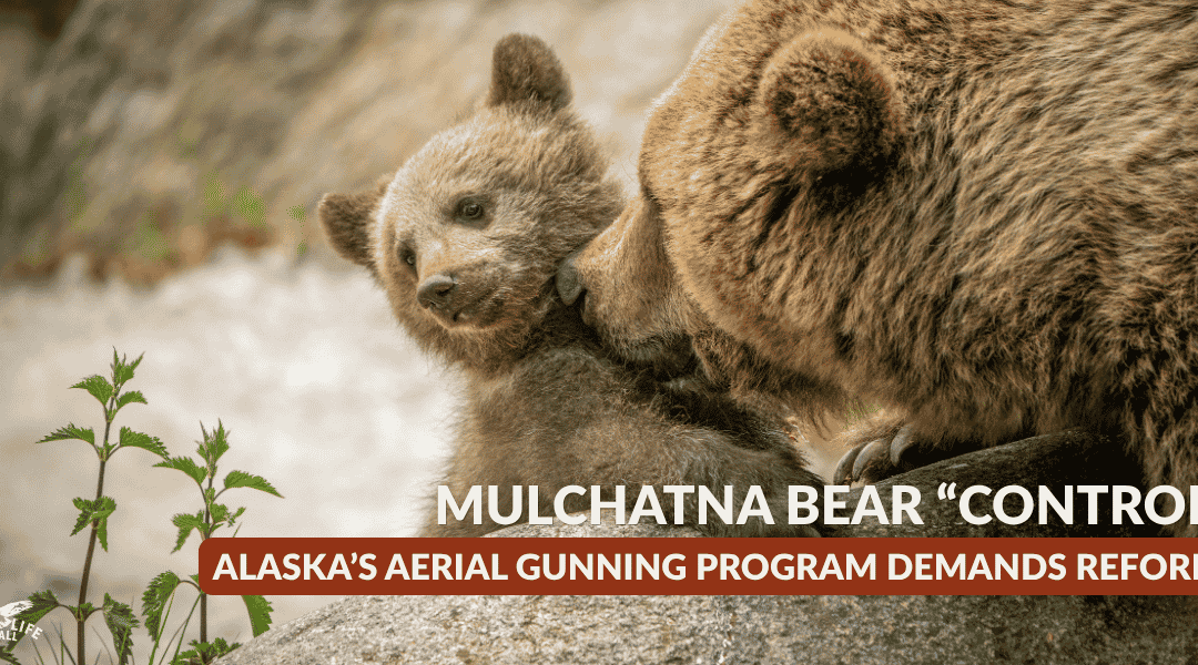 Mulchatna Bear Control: Why Alaska’s Aerial Gunning Program Demands Reform