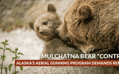 Mulchatna Bear Control: Why Alaska’s Aerial Gunning Program Demands Reform