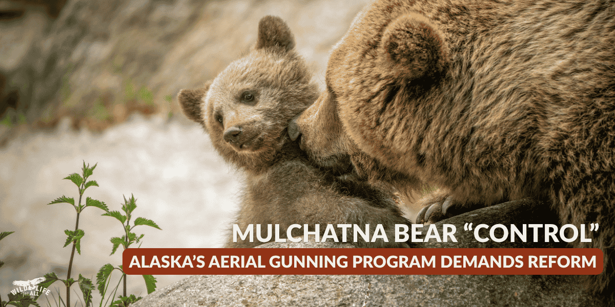 A brown bear mother nuzzles her small cub from the right side of the screen as they sit among rocks, with a small green plant in the lower left corner of the image. The Mulchatna bear control program has led to nearly 200 bears killed in Southwest Alaska despite legal challenges and scientific concerns. Learn why the fight over Mulchatna highlights the need for democratic, science-based wildlife governance.
