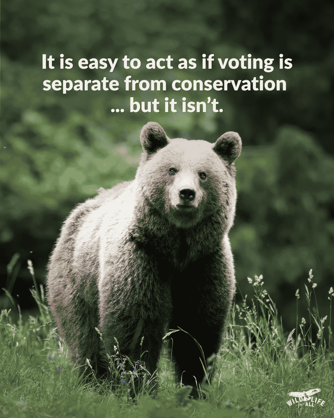 A grizzly bear looks at the camera while standing on the edge of the forest. Text on the image reads, It is easy to act as if voting is separate from conservation ... but it isn’t. What the Supreme Court ruling means for voting rights, power, and public accountability.