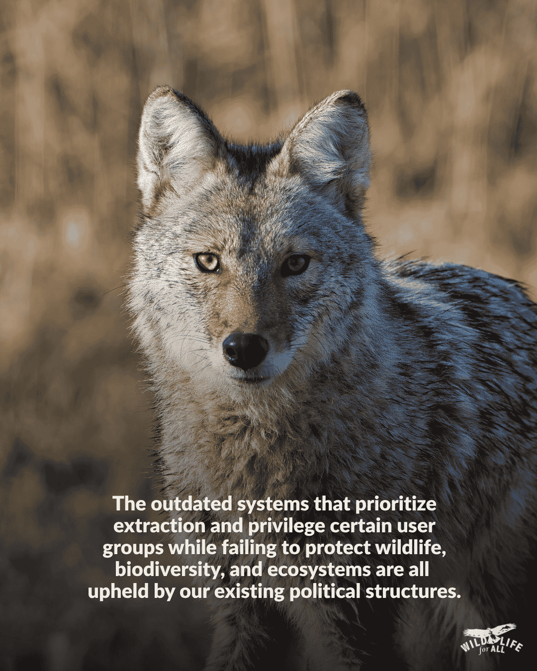 A coyote looks at the camera. Text on the image reads, The outdated systems that prioritize extraction and privilege certain user groups while failing to protect wildlife, biodiversity, and ecosystems are all upheld by our existing political structures. What the Supreme Court ruling means for voting rights, power, and public accountability.