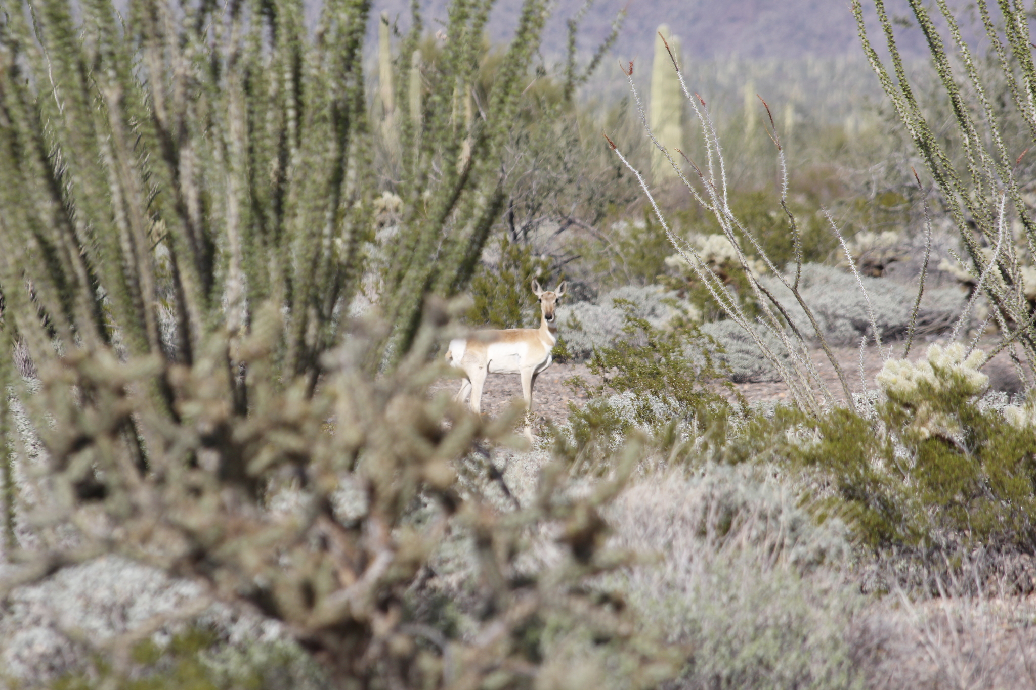 Sonoran pronghorn doe